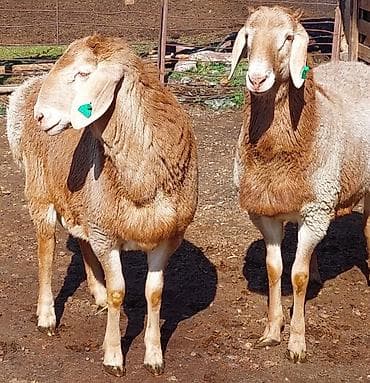 Продаю | Ягненок, Баран (самец) | Для разведения | Племенные, Осеменитель at lalafo.kg — 7 Продаю | Ягненок, Баран (самец) | Для разведения | Племенные, Осеменитель — 7