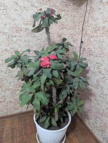 Продается малочай торг at lalafo.kg Продается малочай торг