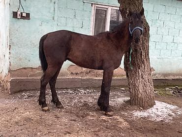 ЗИЛ: Сатам | Жылкы (эркек) | Аргын lalafo.kg да — 7 ЗИЛ: Сатам | Жылкы (эркек) | Аргын — 7