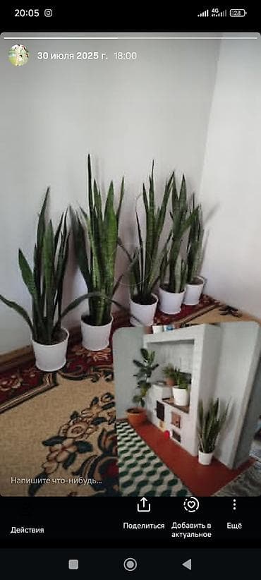 Сансевиерия (Sansevieria, «тещин язык») в горшках. - Вид: сансевиерия at lalafo.kg Сансевиерия (Sansevieria, «тещин язык») в горшках. - Вид: сансевиерия