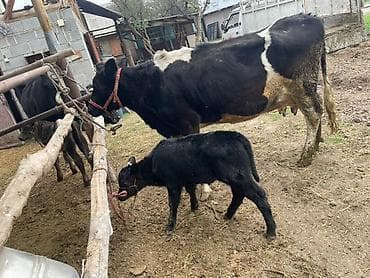 Продаю | Корова (самка) | Для молока | Племенные at lalafo.kg Продаю | Корова (самка) | Для молока | Племенные