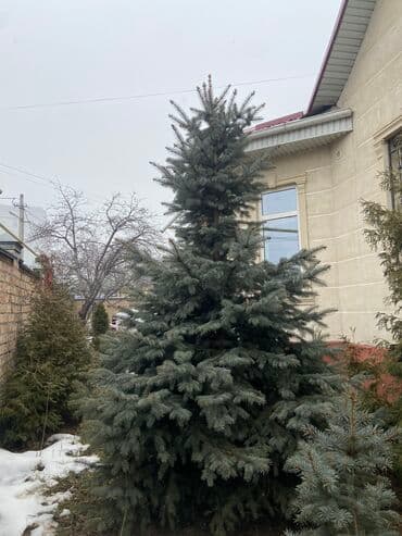 Саженцы деревьев: Ели, Самовывоз, Бесплатная доставка, Платная доставка at lalafo.kg Саженцы деревьев: Ели, Самовывоз, Бесплатная доставка, Платная доставка