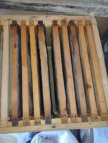 Хвоя at lalafo.kg Хвоя