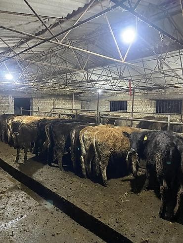 Продаю | Бык (самец) | Полукровка | На откорм | Привязанные at lalafo.kg Продаю | Бык (самец) | Полукровка | На откорм | Привязанные