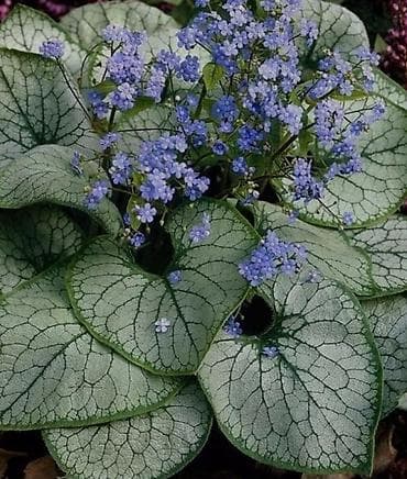 Брунера крупнолистная.Многолетнее растение.Может расти и в полутени at lalafo.kg Брунера крупнолистная.Многолетнее растение.Может расти и в полутени