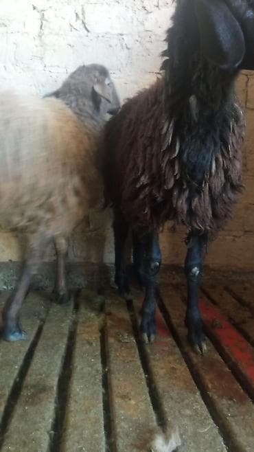 Продаю | Овца (самка) | Для разведения at lalafo.kg Продаю | Овца (самка) | Для разведения