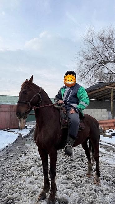 Продаю | Жеребец | Рабочий, Конный спорт | Племенные, Осеменитель at lalafo.kg Продаю | Жеребец | Рабочий, Конный спорт | Племенные, Осеменитель