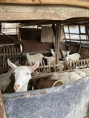 Продаю | Коза (самка) | Для молока at lalafo.kg Продаю | Коза (самка) | Для молока