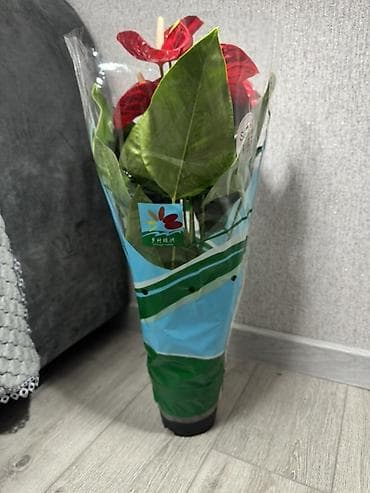 Антуриумдар: Цветы на подарок 8 марта!!!! Антуриум (Anthurium) в горшке - lalafo.kg да — 2 Антуриумдар: Цветы на подарок 8 марта!!!! Антуриум (Anthurium) в горшке - — 2