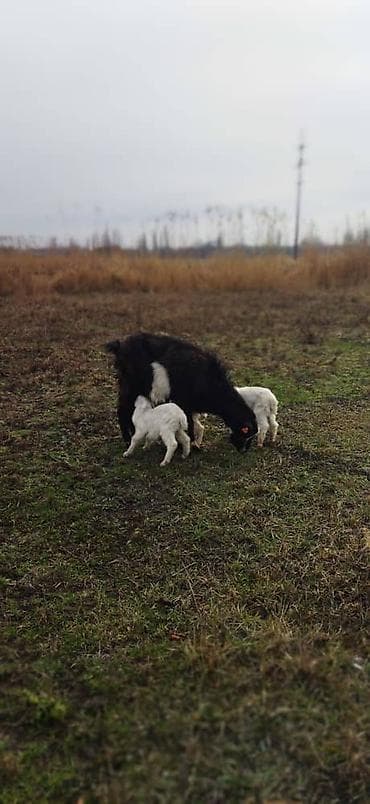 Продаю | Коза (самка) | Зааненская | Для разведения | Племенные at lalafo.kg Продаю | Коза (самка) | Зааненская | Для разведения | Племенные