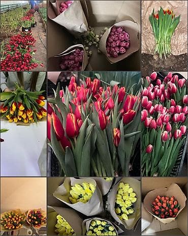 Дорогие друзья! В продаже голландские тюльпаны выращенные в наших lalafo.kg да — 3 Дорогие друзья! В продаже голландские тюльпаны выращенные в наших — 3