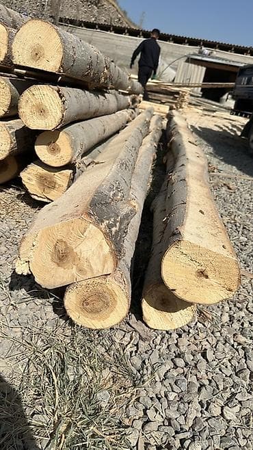 Терек алабыз at lalafo.kg Терек алабыз