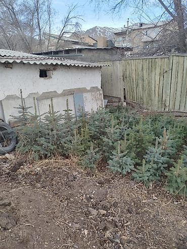 🌲 Ель колючая (Picea pungens) 🌲 Формы: зелёная, сизая, голубая Живые at lalafo.kg 🌲 Ель колючая (Picea pungens) 🌲 Формы: зелёная, сизая, голубая Живые