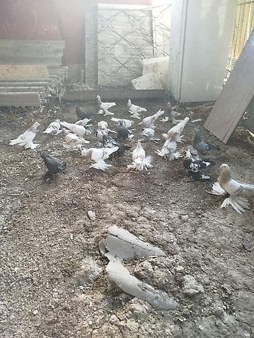 Продаются Породистые голуби разнообразных пород. - Разнообразные at lalafo.kg Продаются Породистые голуби разнообразных пород. - Разнообразные