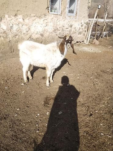 Продаю | Козёл (самец) | Битал | Для разведения | Осеменитель at lalafo.kg Продаю | Козёл (самец) | Битал | Для разведения | Осеменитель