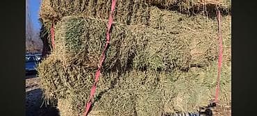 Сено в тюках. - Прессованные тюки прямоугольной формы, плотная увязка at lalafo.kg Сено в тюках. - Прессованные тюки прямоугольной формы, плотная увязка