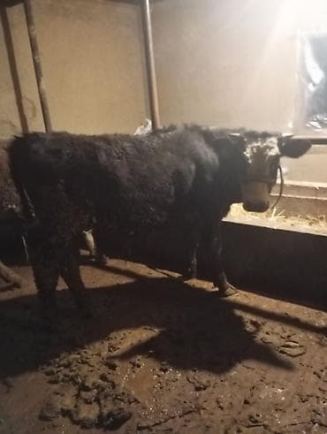 Продаю | Бык (самец) | На откорм at lalafo.kg Продаю | Бык (самец) | На откорм