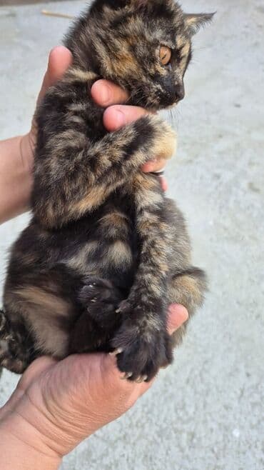 Кошка даром: Беспородная, 4 месяца, Девочка, Приучена к лотку at lalafo.kg Кошка даром: Беспородная, 4 месяца, Девочка, Приучена к лотку