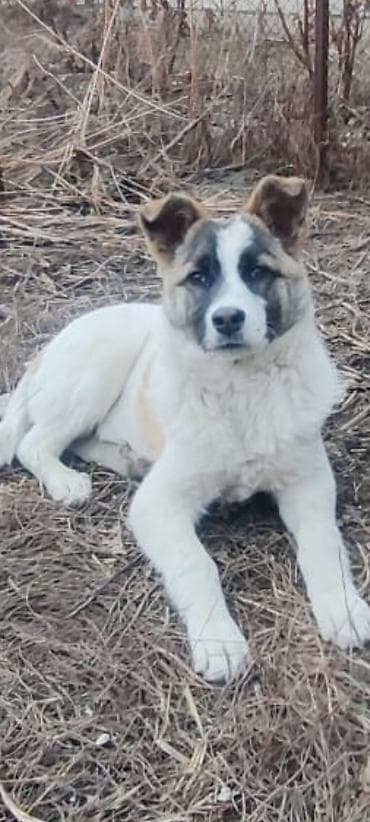 Собака даром: Алабай, 5 месяцев, Самка, С прививкой at lalafo.kg Собака даром: Алабай, 5 месяцев, Самка, С прививкой