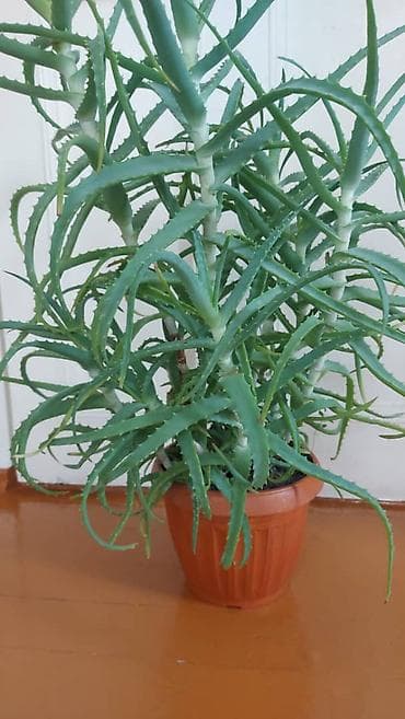 Продаются алоэ возраст 3-5-7 лет. Цена договорная.
Звоните at lalafo.kg Продаются алоэ возраст 3-5-7 лет. Цена договорная.
Звоните