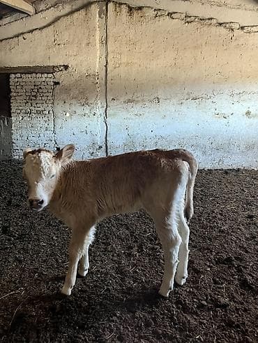 Продаю | Музоо, торпок | Полукровка | На откорм at lalafo.kg Продаю | Музоо, торпок | Полукровка | На откорм