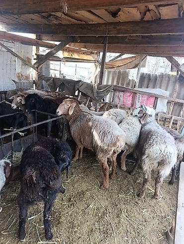 Продаю | Овца (самка) | Для разведения | Матка at lalafo.kg Продаю | Овца (самка) | Для разведения | Матка