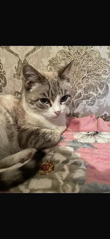 Кошка домашняя, короткошёрстная. Описание: - Окрас: светло-серый at lalafo.kg Кошка домашняя, короткошёрстная. Описание: - Окрас: светло-серый