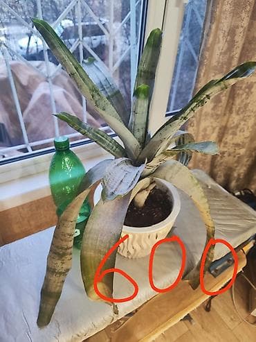 Комнатные растения. 1) Бромелия (эхмея полосатая) в кашпо - Розетка at lalafo.kg Комнатные растения. 1) Бромелия (эхмея полосатая) в кашпо - Розетка