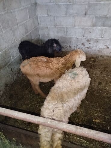Продаю | Ягненок | Для разведения at lalafo.kg Продаю | Ягненок | Для разведения