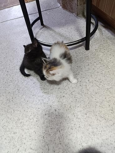 Котята- мама британская а папа сосед, пушистые комочки счастья - at lalafo.kg Котята- мама британская а папа сосед, пушистые комочки счастья -