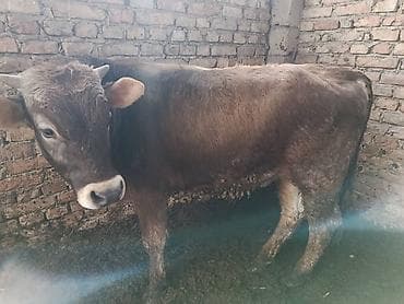 Продаю | Бык (самец) | Для разведения at lalafo.kg Продаю | Бык (самец) | Для разведения