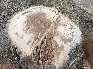 Продаю карагач дерево большое уже спилили ветки убрали чисто ствол lalafo.kg да — 3 Продаю карагач дерево большое уже спилили ветки убрали чисто ствол — 3