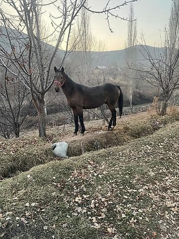 Продаю | Жеребец | Рабочий at lalafo.kg Продаю | Жеребец | Рабочий