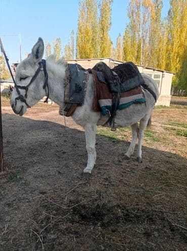 Осёл рабочий с упряжью и вьюком - Порода: осёл, масть at lalafo.kg Осёл рабочий с упряжью и вьюком - Порода: осёл, масть