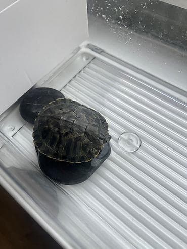 Красноухая черепаха. Размер 7 см. Отдам в хорошие руки за at lalafo.kg Красноухая черепаха. Размер 7 см. Отдам в хорошие руки за