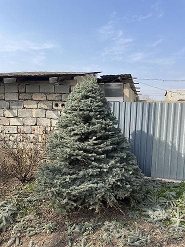 🌲 Продаётся роскошная голубая ель 🌲 Настоящее украшение любого двора! at lalafo.kg 🌲 Продаётся роскошная голубая ель 🌲 Настоящее украшение любого двора!