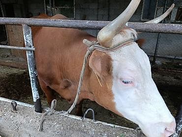 Продаю | Корова (самка) | Для молока | Привязанные at lalafo.kg Продаю | Корова (самка) | Для молока | Привязанные