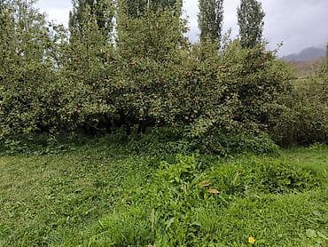 Продажа времянок: Продаётся домовладение с участком и садом. - Жилой дом. - Просторный at lalafo.kg — 6 Продажа времянок: Продаётся домовладение с участком и садом. - Жилой дом. - Просторный — 6