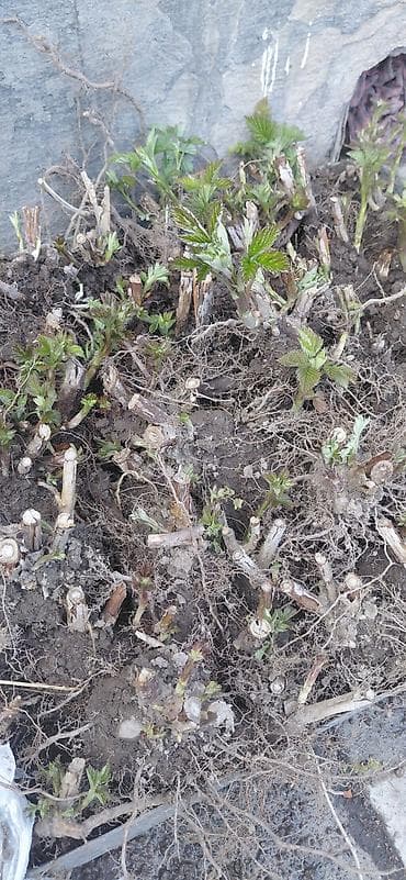 Саженцы малины (корневые отпрыски/делёнки) - Свежевыкопанные корневые at lalafo.kg Саженцы малины (корневые отпрыски/делёнки) - Свежевыкопанные корневые