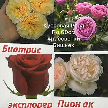 Кустовые и плетистые розы.50и 180с вьющиеся Роза Ассортимент: - at lalafo.kg Кустовые и плетистые розы.50и 180с вьющиеся Роза Ассортимент: -