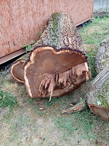 Дрова Карагач, Самовывоз at lalafo.kg Дрова Карагач, Самовывоз