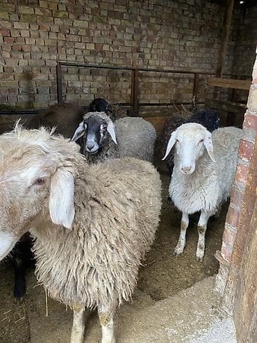 Продаю | Овца (самка), Ягненок, Баран (самец) | Для разведения | Ярка at lalafo.kg Продаю | Овца (самка), Ягненок, Баран (самец) | Для разведения | Ярка