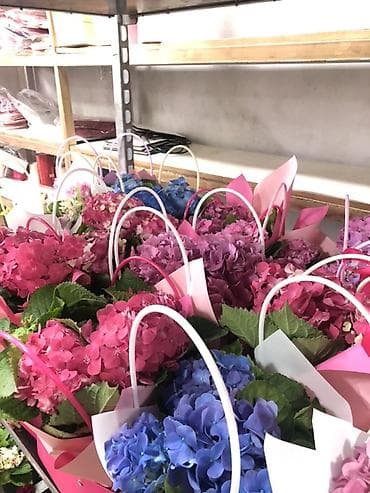 Haima: Гортензии в декоративных пакетах-кофрах - Композиции из цветущих lalafo.kg да — 4 Haima: Гортензии в декоративных пакетах-кофрах - Композиции из цветущих — 4