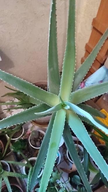 Алое вера 10 лет 1200 сом at lalafo.kg Алое вера 10 лет 1200 сом