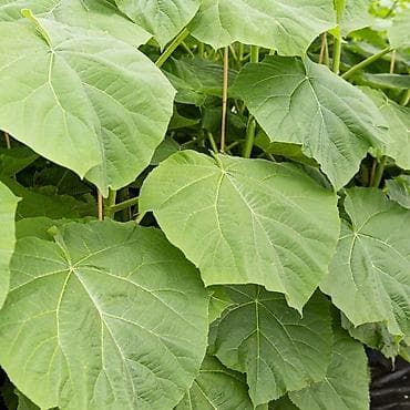 Саженцы Самовывоз at lalafo.kg Саженцы Самовывоз