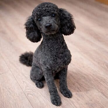 🚨 ПРОПАЛА СОБАКА 🚨 3 декабря в районе Салиева-Фрунзе, по Будёнова at lalafo.kg 🚨 ПРОПАЛА СОБАКА 🚨 3 декабря в районе Салиева-Фрунзе, по Будёнова