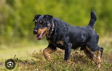 Кимде эркек ягдтерьер бар кошконго Менде ургачы бар кантта болсо жакшы at lalafo.kg Кимде эркек ягдтерьер бар кошконго Менде ургачы бар кантта болсо жакшы