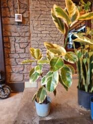 Фикус триколор at lalafo.kg Фикус триколор