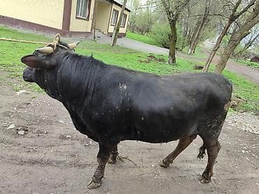 Продаю | Бык (самец) | Симментальская | На откорм | Привязанные at lalafo.kg Продаю | Бык (самец) | Симментальская | На откорм | Привязанные