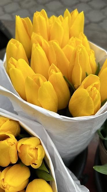 Тюльпаны срезанные — букетные сборки. - Варианты окраски: насыщенный at lalafo.kg Тюльпаны срезанные — букетные сборки. - Варианты окраски: насыщенный
